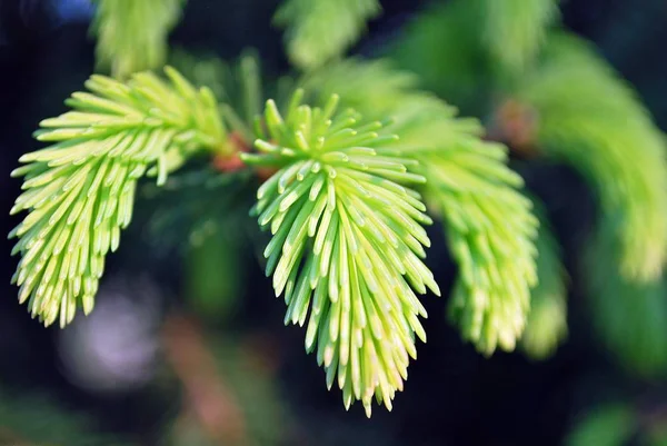 庭の緑の植物。クローズ アップ. — ストック写真