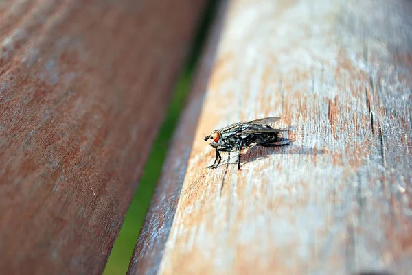 Casa viva mosca sobre fondo de madera —  Fotos de Stock