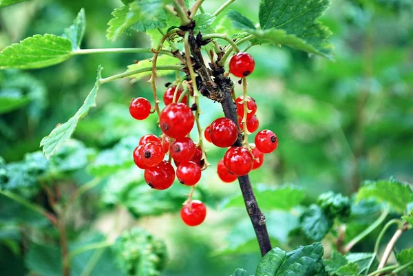 Red currants in the garden Royalty Free Stock Images