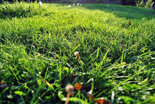 Gras en zonsondergang — Stockfoto