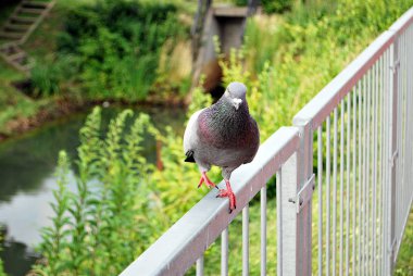 Gri güvercin. Güzel güvercin kapatın. Şehir kuşlar. 