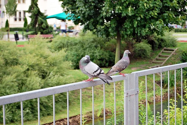 Pigeon gris. Beau pigeon tout près. Oiseaux urbains . — Photo