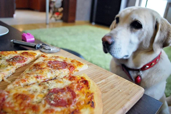 Dog looking at delicious pizza and licking his chops isolated — Stock Photo, Image