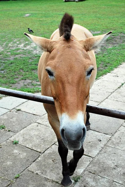 Caballo en la naturaleza. Retrato de un caballo, caballo marrón —  Fotos de Stock