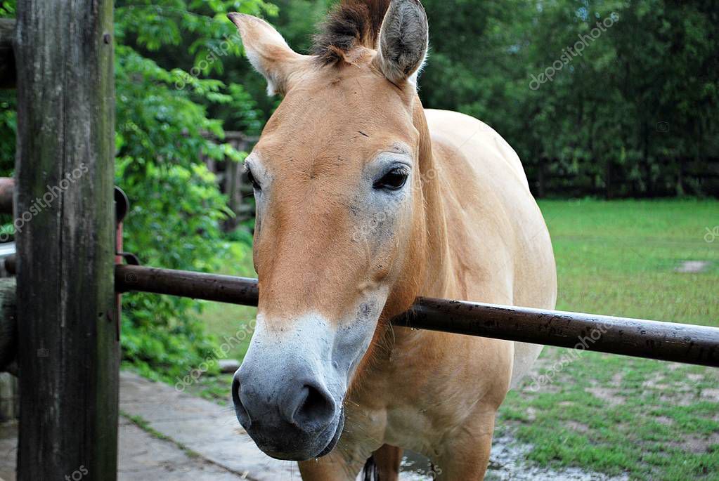 Wild horse on the meadow at the summer time