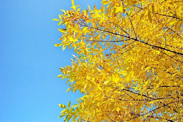 El cálido sol de otoño brillando — Foto de Stock