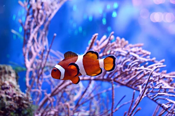 Clownfish Amphiprioninae Δεξαμενή Ενυδρείο Υφάλου Φόντο — Φωτογραφία Αρχείου