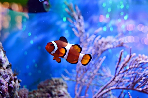 Clownfish Amphiprioninae Akvarijní Nádrže Útes Jako Pozadí — Stock fotografie