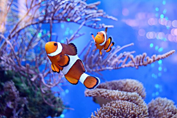 Clownfish, Amphiprioninae, in aquarium tank with reef as background