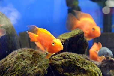 Akvaryumda balık. Doğa.