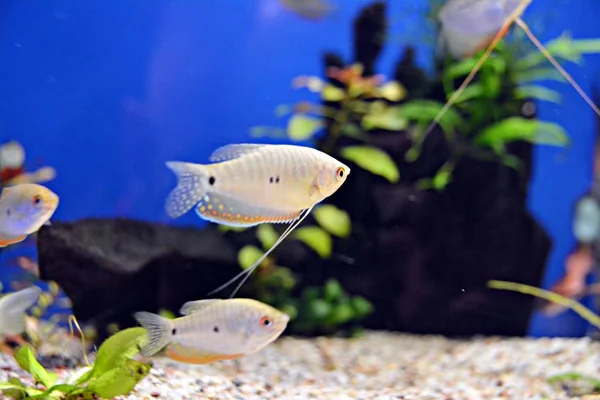 Риба Акваріумі Природа — стокове фото