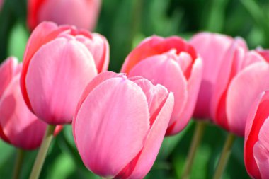 Lale bahar. Renkli lale