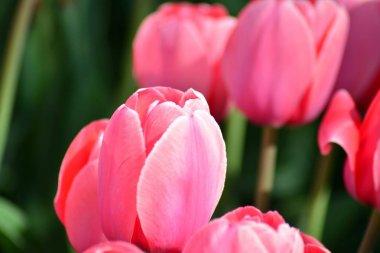 Lale bahar. Renkli lale