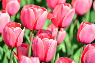 Lale bahar. Renkli lale