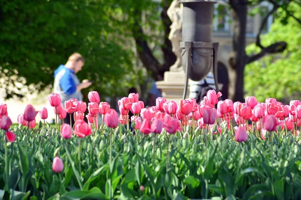 Tulpen Frühling Bunte Tulpe — Stockfoto