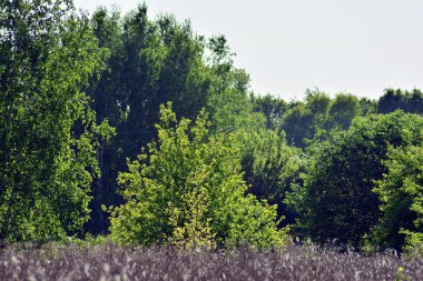 Kamu parki yeşil çim sahası, yeşil ağaç bitki ve bir parti bulutlu mavi gökyüzü ile sahnede güzel park