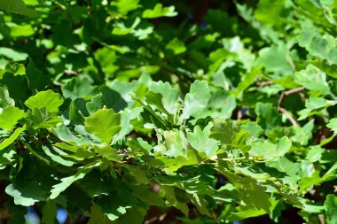 Kamu parki yeşil çim sahası, yeşil ağaç bitki ve bir parti bulutlu mavi gökyüzü ile sahnede güzel park