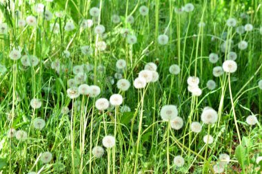 Kamu parki yeşil çim sahası, yeşil ağaç bitki ve bir parti bulutlu mavi gökyüzü ile sahnede güzel park