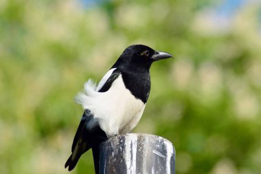 Bir Avrasya magpie için yem arıyor