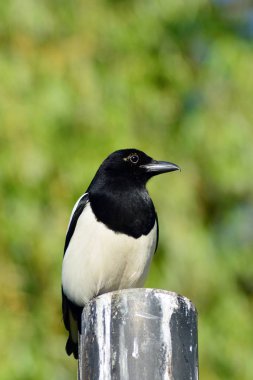 Bir Avrasya magpie için yem arıyor