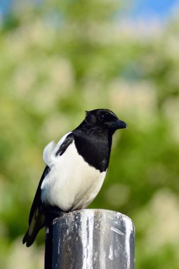 Bir Avrasya magpie için yem arıyor