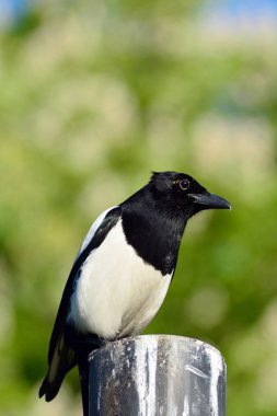 Bir Avrasya magpie için yem arıyor