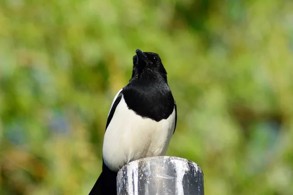 Bir Avrasya Magpie Için Yem Arıyor — Stok fotoğraf