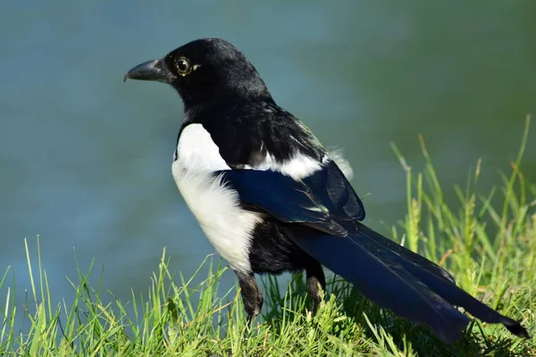 An eurasian magpie is searching for fodder