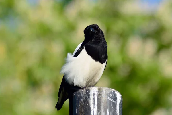 Bir Avrasya Magpie Için Yem Arıyor — Stok fotoğraf