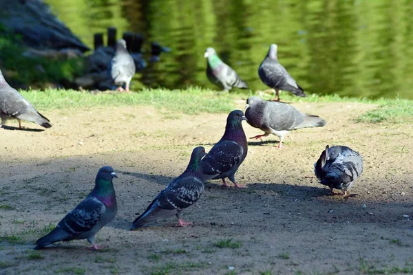 Schöne Parkszene Öffentlichen Park Mit Grünem Rasen Grüner Baumpflanzung Und — Stockfoto