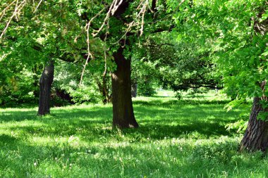 Kamu parki yeşil çim sahası, yeşil ağaç bitki ve bir parti bulutlu mavi gökyüzü ile sahnede güzel park