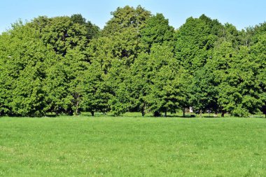 Kamu parki yeşil çim sahası, yeşil ağaç bitki ve bir parti bulutlu mavi gökyüzü ile sahnede güzel park
