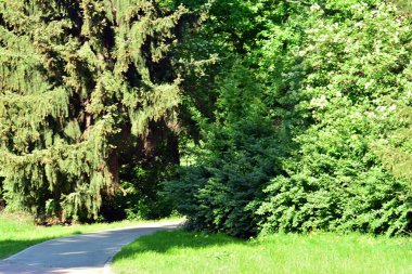 Kamu parki yeşil çim sahası, yeşil ağaç bitki ve bir parti bulutlu mavi gökyüzü ile sahnede güzel park