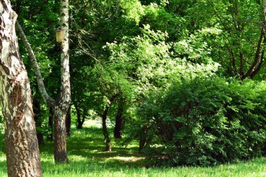 Kamu parki yeşil çim sahası, yeşil ağaç bitki ve bir parti bulutlu mavi gökyüzü ile sahnede güzel park