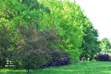 Kamu parki yeşil çim sahası, yeşil ağaç bitki ve bir parti bulutlu mavi gökyüzü ile sahnede güzel park
