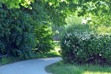 Kamu parki yeşil çim sahası, yeşil ağaç bitki ve bir parti bulutlu mavi gökyüzü ile sahnede güzel park