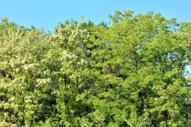 Kamu parki yeşil çim sahası, yeşil ağaç bitki ve bir parti bulutlu mavi gökyüzü ile sahnede güzel park