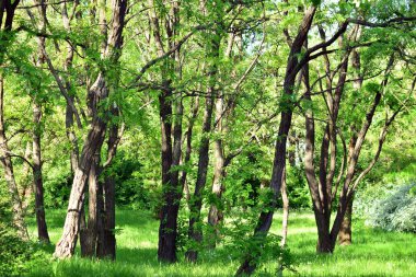 Kamu parki yeşil çim sahası, yeşil ağaç bitki ve bir parti bulutlu mavi gökyüzü ile sahnede güzel park