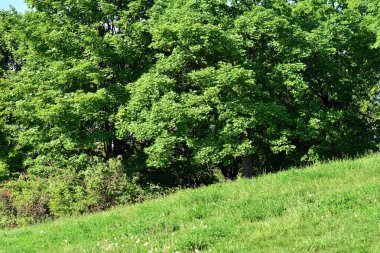 Kamu parki yeşil çim sahası, yeşil ağaç bitki ve bir parti bulutlu mavi gökyüzü ile sahnede güzel park