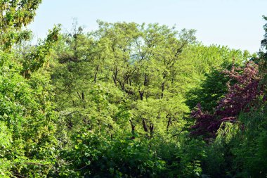 Kamu parki yeşil çim sahası, yeşil ağaç bitki ve bir parti bulutlu mavi gökyüzü ile sahnede güzel park