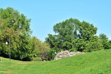 Kamu parki yeşil çim sahası, yeşil ağaç bitki ve bir parti bulutlu mavi gökyüzü ile sahnede güzel park
