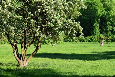 Kamu parki yeşil çim sahası, yeşil ağaç bitki ve bir parti bulutlu mavi gökyüzü ile sahnede güzel park