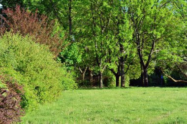Kamu parki yeşil çim sahası, yeşil ağaç bitki ve bir parti bulutlu mavi gökyüzü ile sahnede güzel park