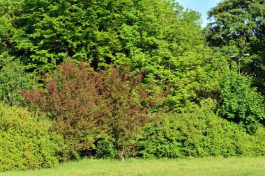 Kamu parki yeşil çim sahası, yeşil ağaç bitki ve bir parti bulutlu mavi gökyüzü ile sahnede güzel park