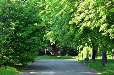 Kamu parki yeşil çim sahası, yeşil ağaç bitki ve bir parti bulutlu mavi gökyüzü ile sahnede güzel park