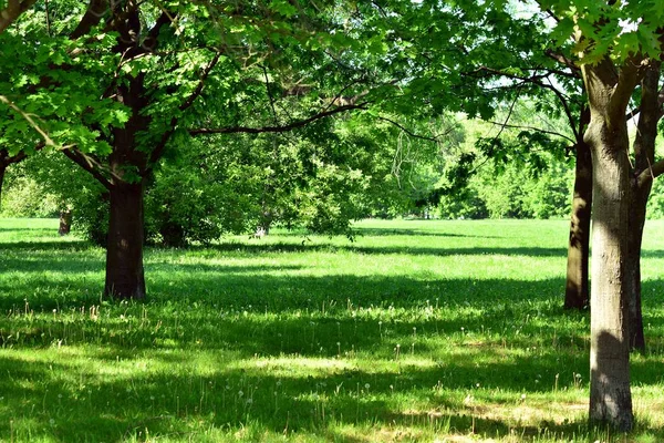 Kamu parki yeşil çim sahası, yeşil ağaç bitki ve bir parti bulutlu mavi gökyüzü ile sahnede güzel park