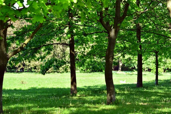 Piękny Park Scena Parku Publicznym Pola Zielona Trawa Roślina Zielony — Zdjęcie stockowe