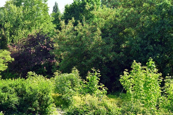 Kamu parki yeşil çim sahası, yeşil ağaç bitki ve bir parti bulutlu mavi gökyüzü ile sahnede güzel park