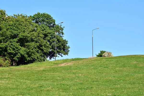 Nyilvános Parkban Mező Zöld Zöld Üzem Egy Fél Kék Felhős — Stock Fotó