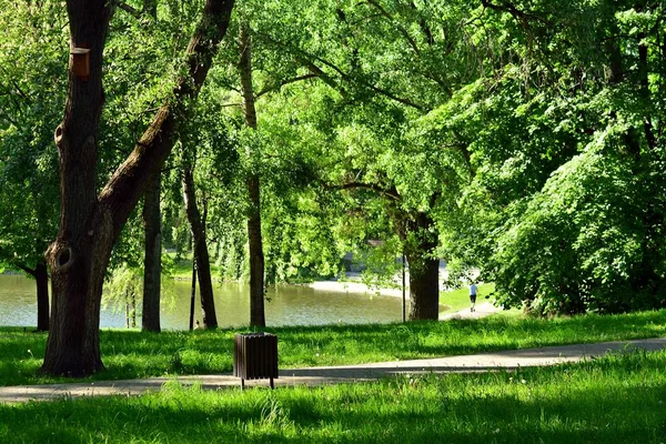 Красива Сцена Парку Громадському Парку Зеленим Трав Яним Полем Рослиною — стокове фото